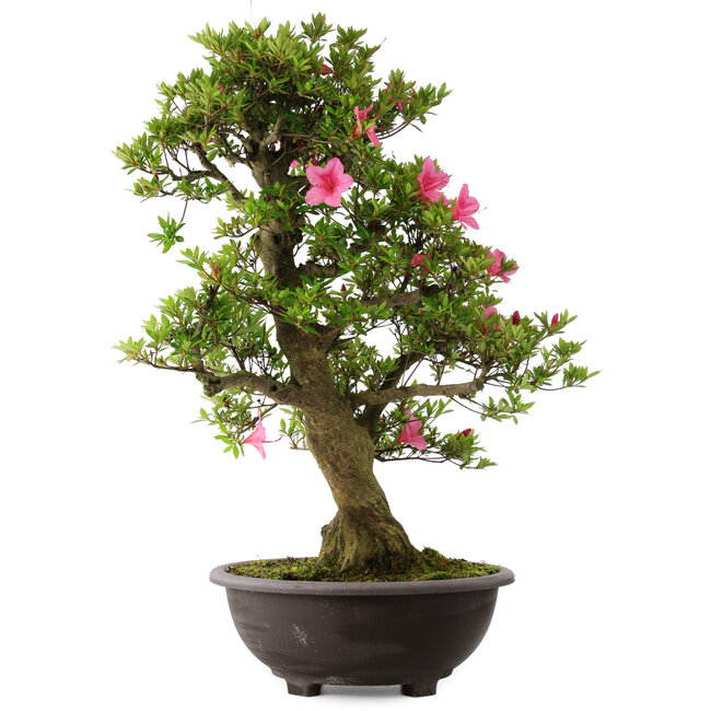 Rhododendron indicum Osakazuki, 78 cm, ± 30 Jahre alt
