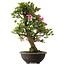 Rhododendron indicum Osakazuki, 78 cm, ± 30 jaar oud