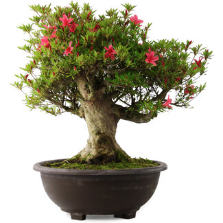 Rhododendron indicum Hikorin, 53 cm, ± 30 jaar oud