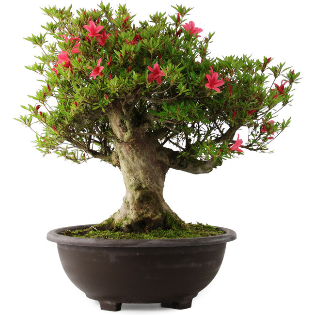 Rhododendron indicum Hikorin, 53 cm, ± 30 jaar oud