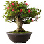 Rhododendron indicum Hikorin, 53 cm, ± 30 jaar oud