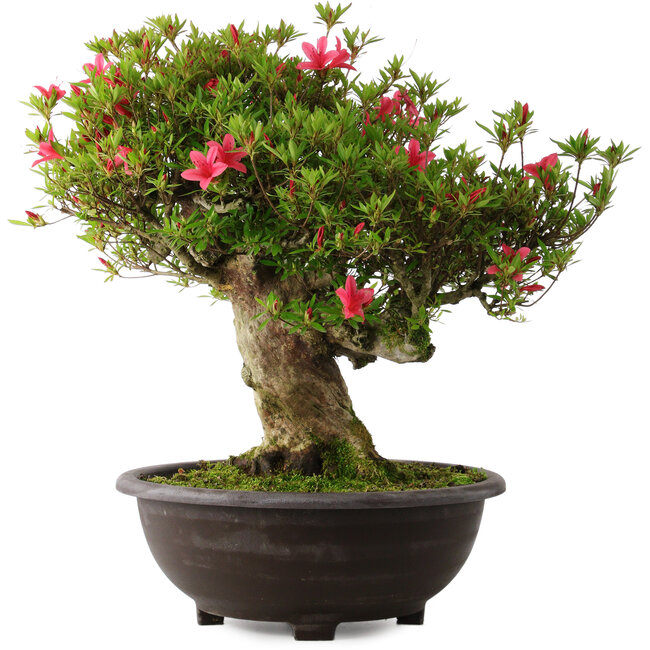 Rhododendron indicum Hikorin, 53 cm, ± 30 Jahre alt