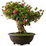Rhododendron indicum Hikorin, 53 cm, ± 30 jaar oud
