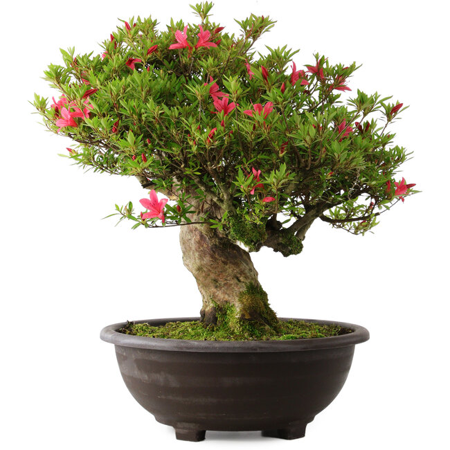 Rhododendron indicum Hikorin, 53 cm, ± 30 Jahre alt
