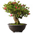 Rhododendron indicum Hikorin, 53 cm, ± 30 jaar oud