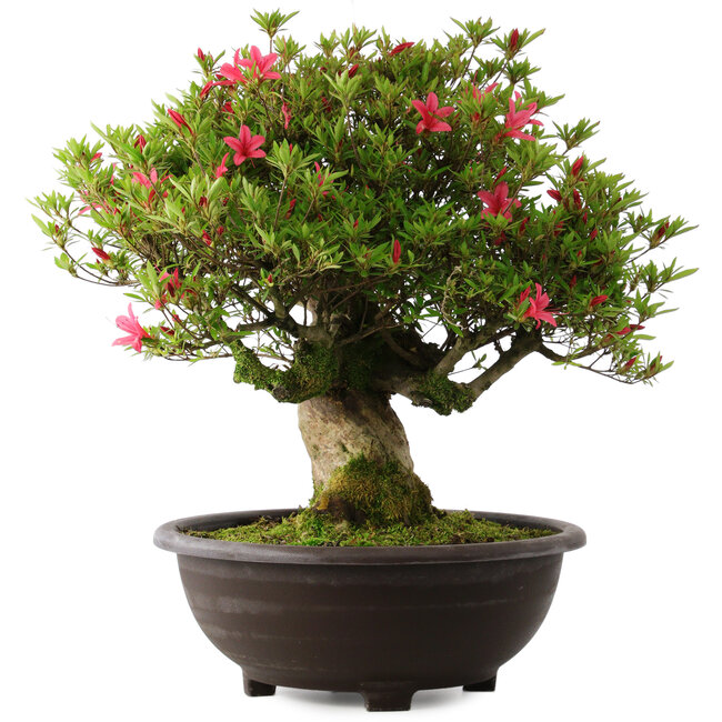 Rhododendron indicum Hikorin, 53 cm, ± 30 años