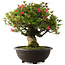 Rhododendron indicum Hikorin, 53 cm, ± 30 jaar oud