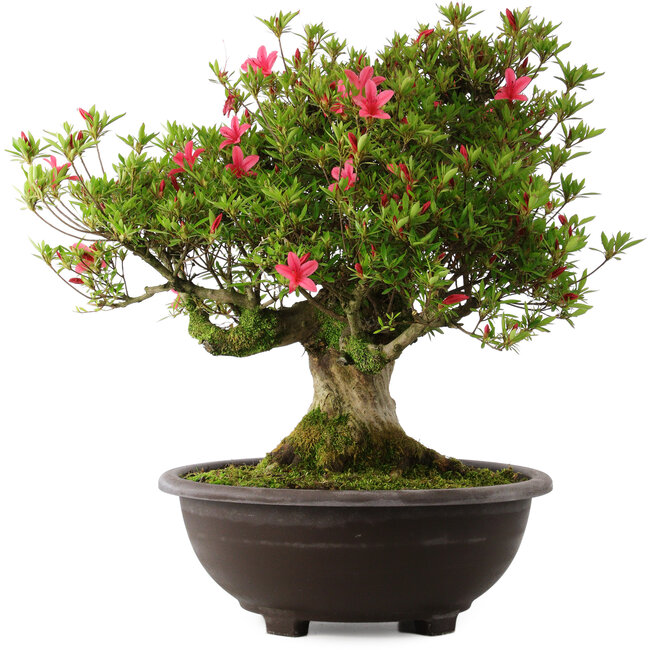 Rhododendron indicum Hikorin, 53 cm, ± 30 años