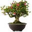 Rhododendron indicum Hikorin, 53 cm, ± 30 jaar oud