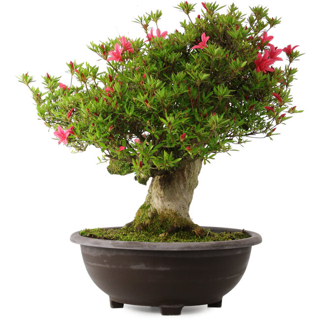 Rhododendron indicum Hikorin, 53 cm, ± 30 Jahre alt