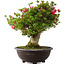 Rhododendron indicum Hikorin, 53 cm, ± 30 jaar oud