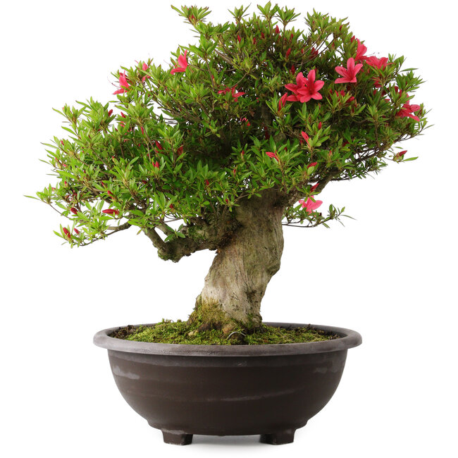 Rhododendron indicum Hikorin, 53 cm, ± 30 Jahre alt