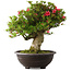 Rhododendron indicum Hikorin, 53 cm, ± 30 jaar oud