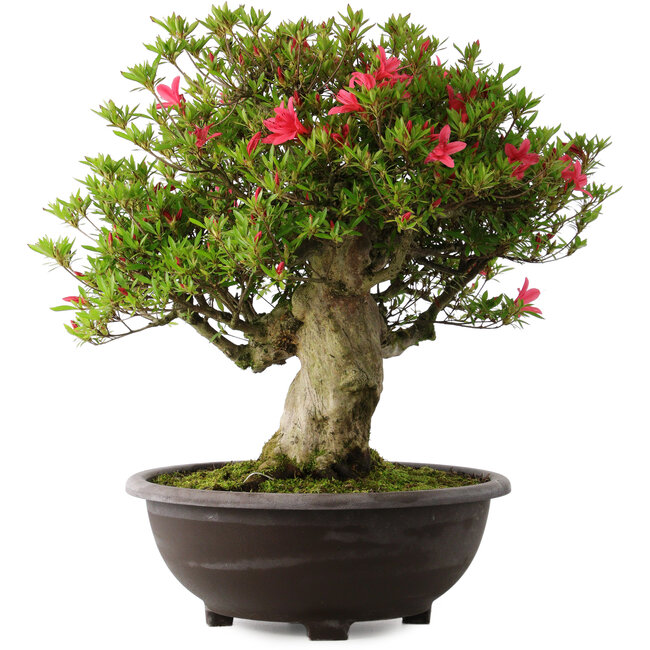 Rhododendron indicum Hikorin, 53 cm, ± 30 Jahre alt