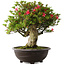 Rhododendron indicum Hikorin, 53 cm, ± 30 jaar oud