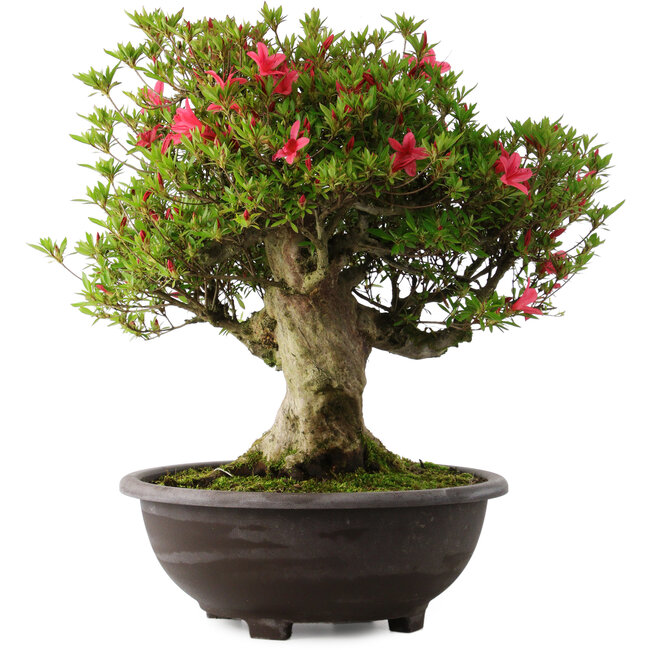 Rhododendron indicum Hikorin, 53 cm, ± 30 años