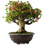 Rhododendron indicum Hikorin, 53 cm, ± 30 jaar oud