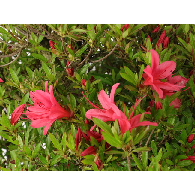 Rhododendron indicum Hikorin, 53 cm, ± 30 años
