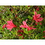 Rhododendron indicum Hikorin, 53 cm, ± 30 jaar oud