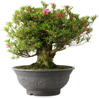 Rhododendron indicum Korin, 42 cm, ± 30 jaar oud