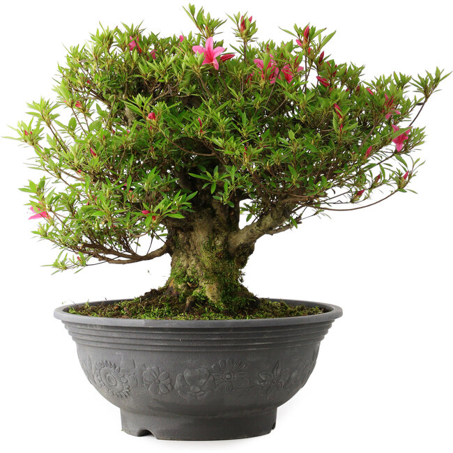 Rhododendron indicum Korin, 42 cm, ± 30 jaar oud