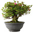 Rhododendron indicum Korin, 42 cm, ± 30 jaar oud