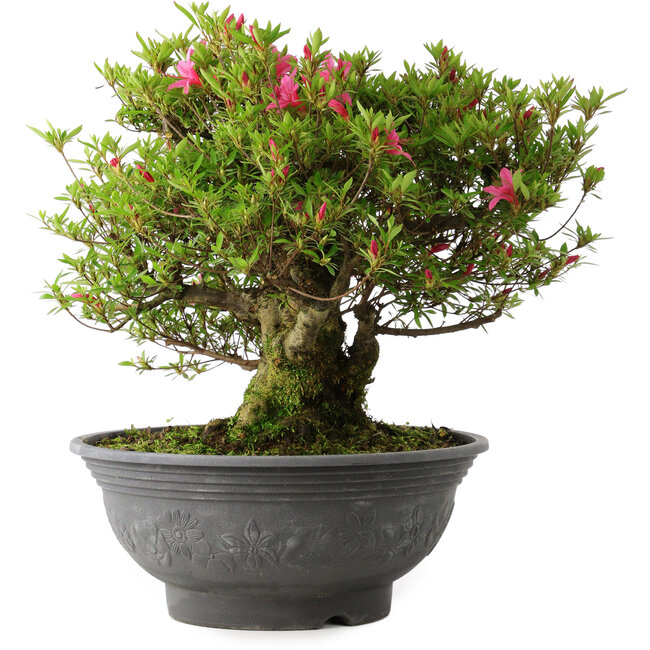 Rhododendron indicum Korin, 42 cm, ± 30 Jahre alt