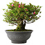 Rhododendron indicum Korin, 42 cm, ± 30 jaar oud