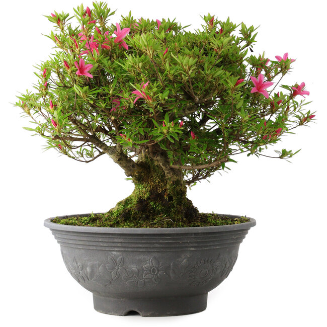 Rhododendron indicum Korin, 42 cm, ± 30 Jahre alt