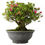 Rhododendron indicum Korin, 42 cm, ± 30 jaar oud