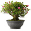 Rhododendron indicum Korin, 42 cm, ± 30 jaar oud