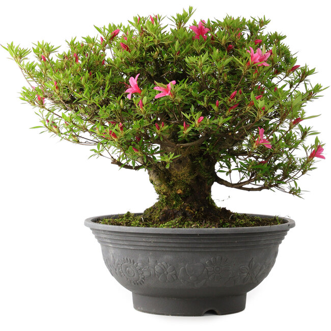 Rhododendron indicum Korin, 42 cm, ± 30 Jahre alt