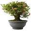 Rhododendron indicum Korin, 42 cm, ± 30 jaar oud
