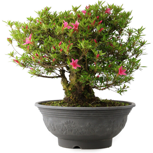 Rhododendron indicum Korin, 42 cm, ± 30 Jahre alt