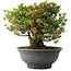 Rhododendron indicum Korin, 42 cm, ± 30 jaar oud