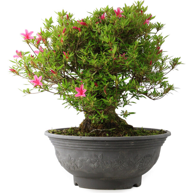 Rhododendron indicum Korin, 42 cm, ± 30 Jahre alt