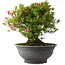 Rhododendron indicum Korin, 42 cm, ± 30 jaar oud
