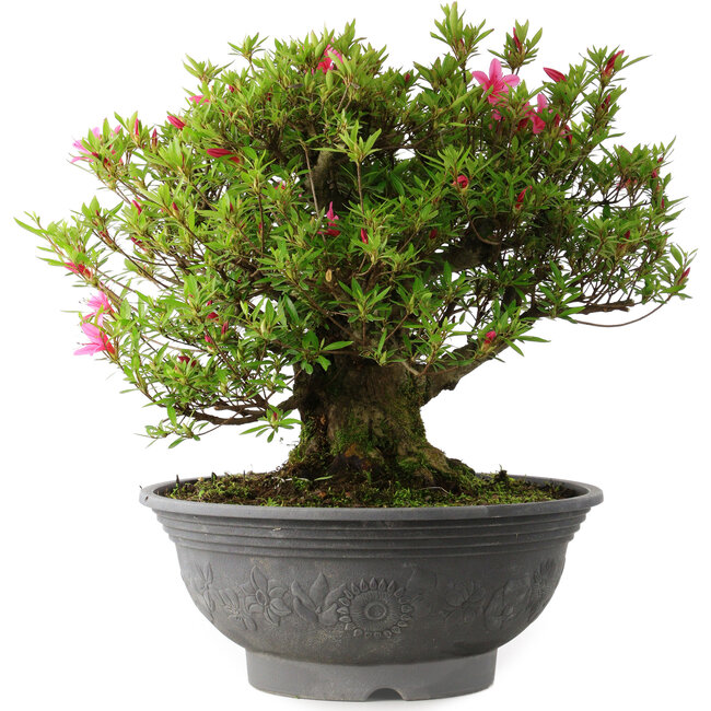 Rhododendron indicum Korin, 42 cm, ± 30 Jahre alt