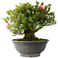 Rhododendron indicum Korin, 42 cm, ± 30 jaar oud