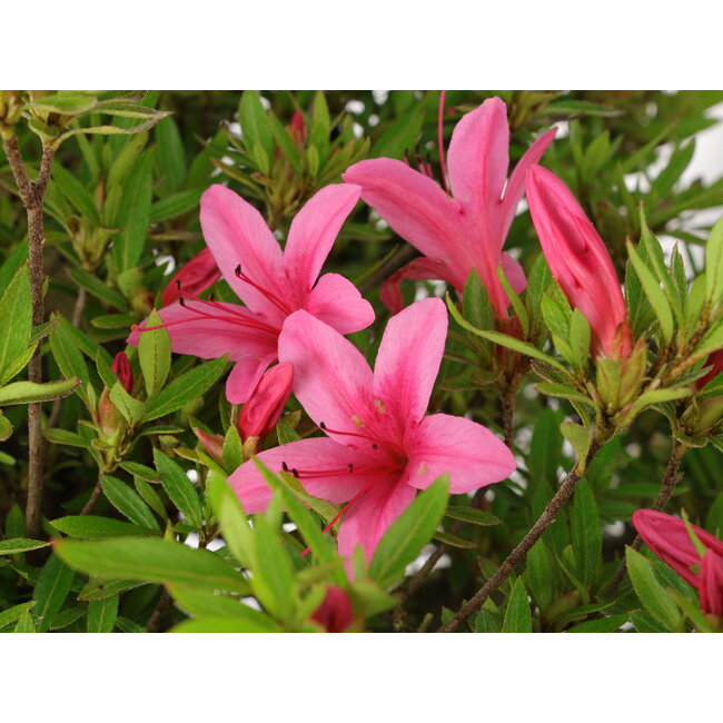 Rhododendron indicum Korin, 42 cm, ± 30 Jahre alt