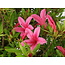 Rhododendron indicum Korin, 42 cm, ± 30 jaar oud