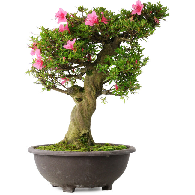 Rhododendron indicum Osakazuki, 58 cm, ± 30 jaar oud