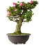 Rhododendron indicum Osakazuki, 58 cm, ± 30 jaar oud
