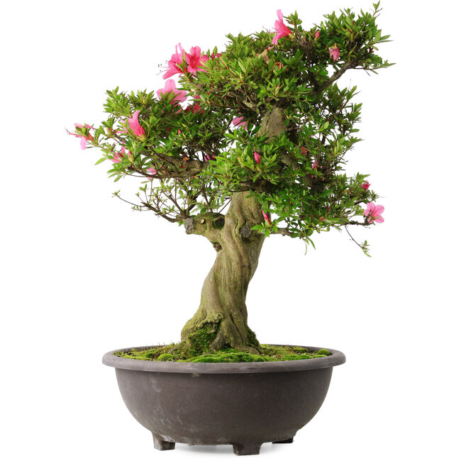 Rhododendron indicum Osakazuki, 58 cm, ± 30 years old