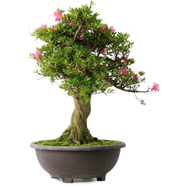 Rhododendron indicum Osakazuki, 58 cm, ± 30 years old