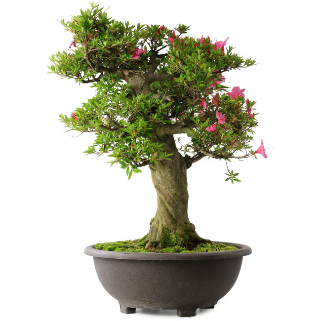 Rhododendron indicum Osakazuki, 58 cm, ± 30 Jahre alt