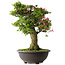 Rhododendron indicum Osakazuki, 58 cm, ± 30 jaar oud