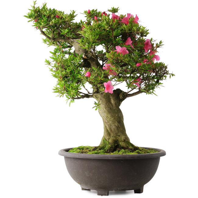 Rhododendron indicum Osakazuki, 58 cm, ± 30 years old