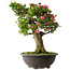 Rhododendron indicum Osakazuki, 58 cm, ± 30 jaar oud