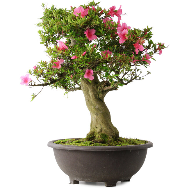 Rhododendron indicum Osakazuki, 58 cm, ± 30 Jahre alt